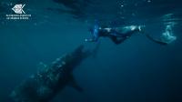 AIMS Researchers Examine Whale Sharks at Ningaloo Reef Marine Park (2 of 2)