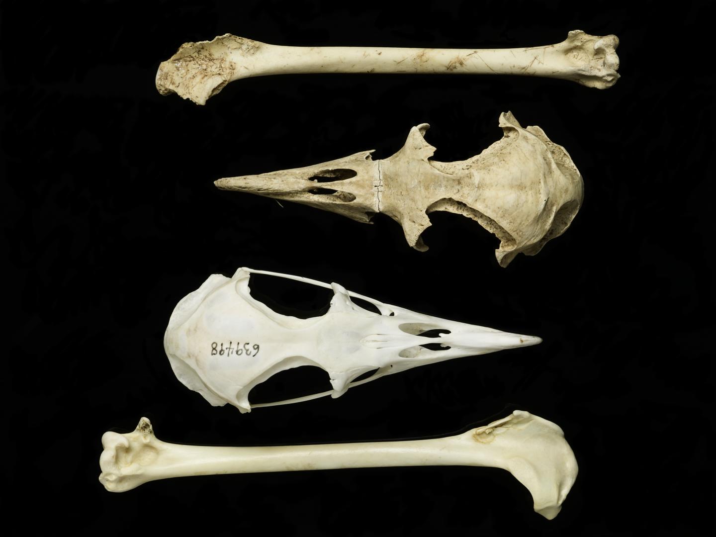 Archaeological and Modern Bones and Skulls of the Hawaiian Petrel
