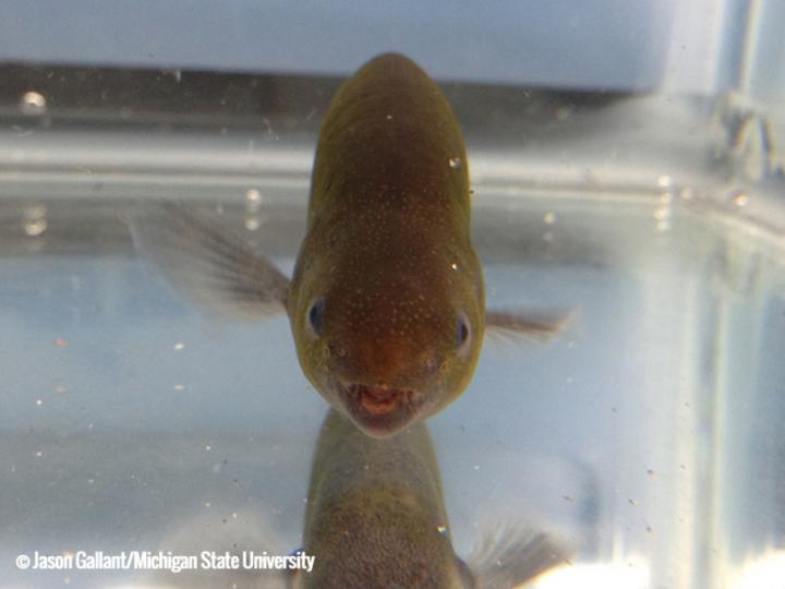 <i>Brienomyrus brachyistius</i>