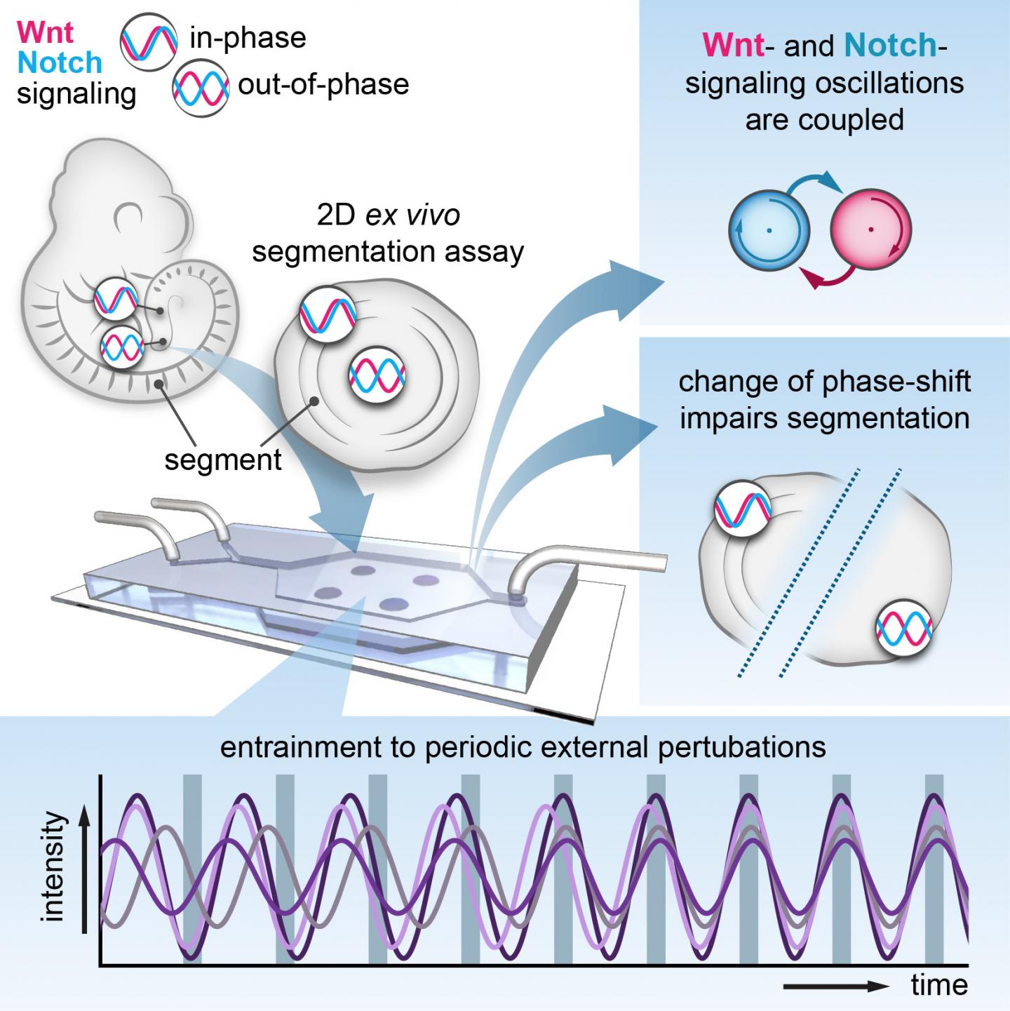 Graphical Abstract