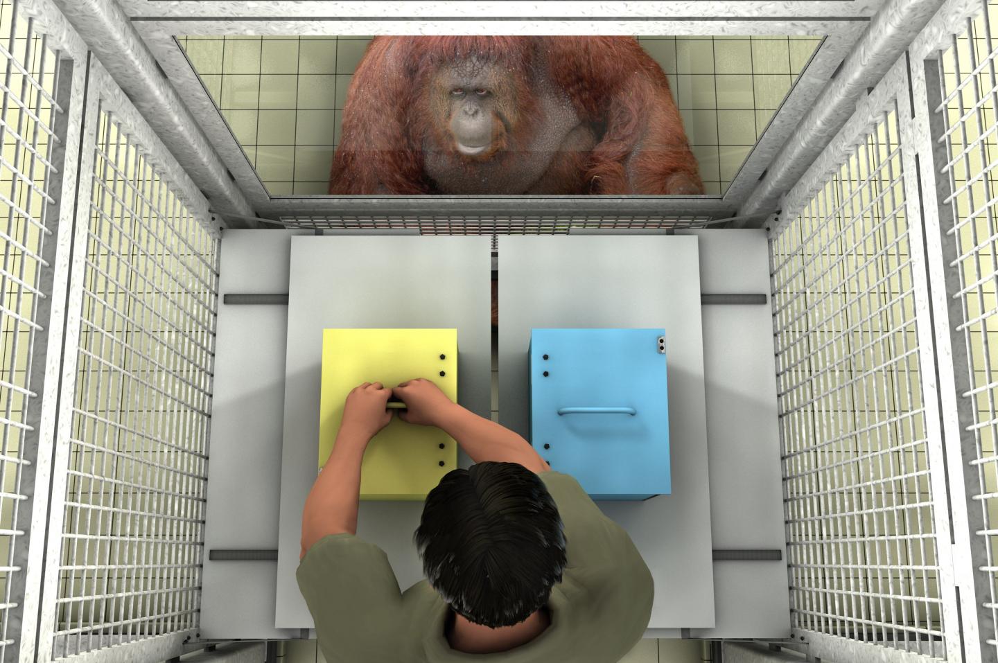 Like People, Great Apes May Distinguish between True and False Beliefs in Others