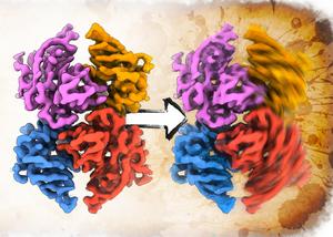 Researchers illuminate new structures of a critical amyloid protein