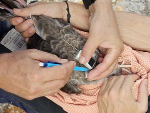 GPS technology to analyse seabird movements and expand Spain’s network of marine protected areas