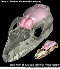 Brain Cast of the Jurassic Mammal Hadrocodium, Reconstructed from CT Scanning of its Skull