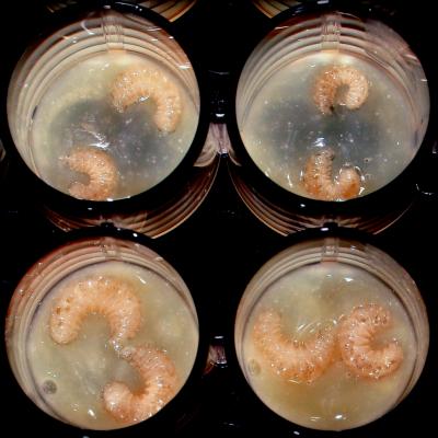 Honey Bee Larvae Raised in the Laboratory