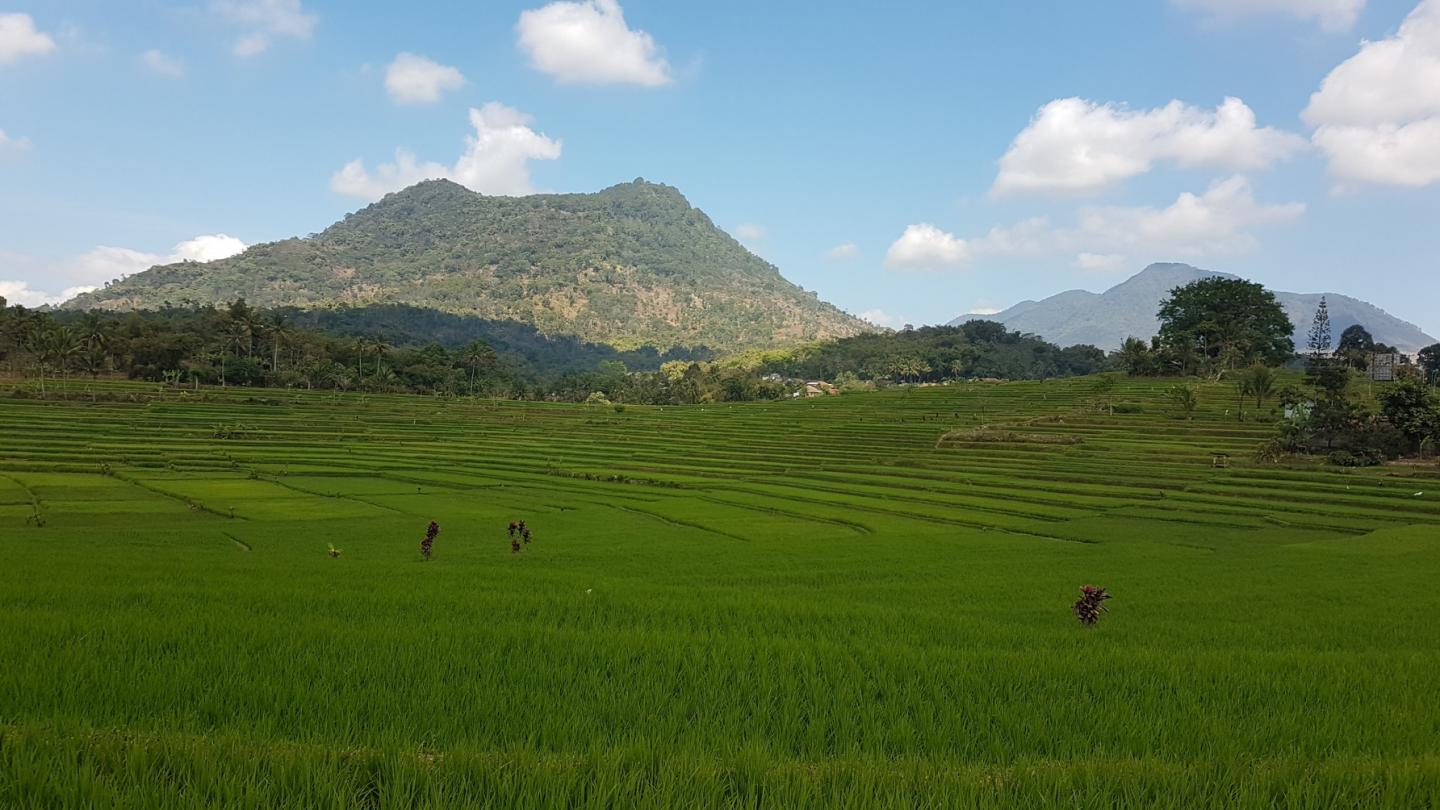Rice Fields in Indonesia