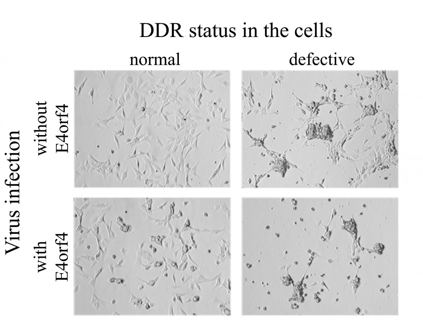 Adenovirus Dampens Host DNA Damage Response -- Implications for Control and Cancer Therapy