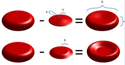 Models of Red Blood Cells