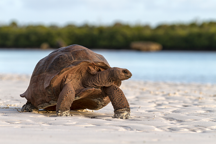 Aldabra giant tortoise