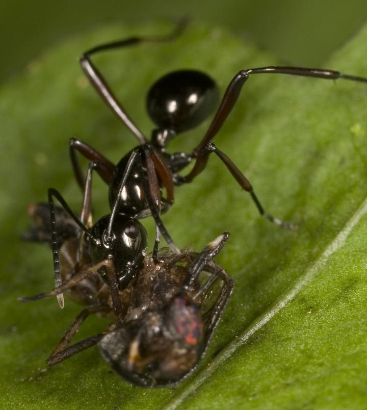 Carnivorous Ant with Prey