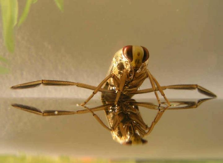 Backswimmer