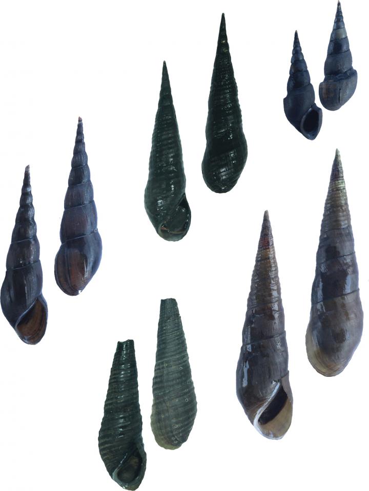 Shells of Stenomelania snails