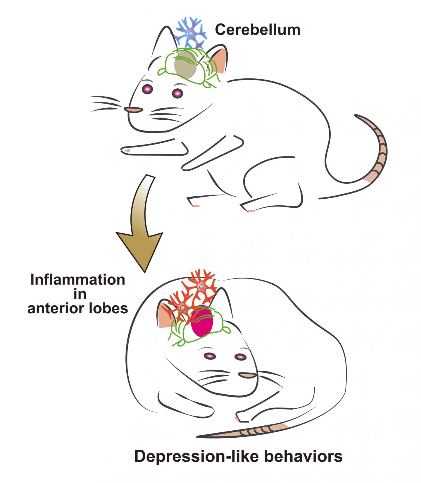 Acute Cerebellar Inflammation Induces 'depression-Like' Behavior