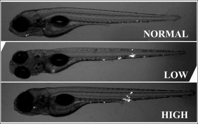 TB Infection in Normal and Mutated Zebrafish