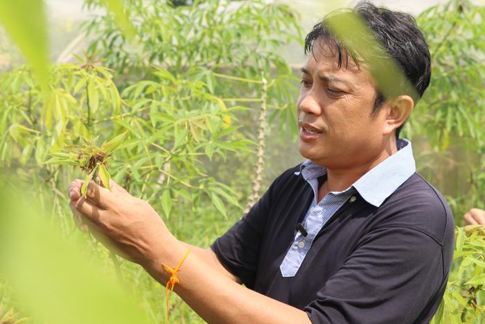 Comparing diseased cassava plants in Laos