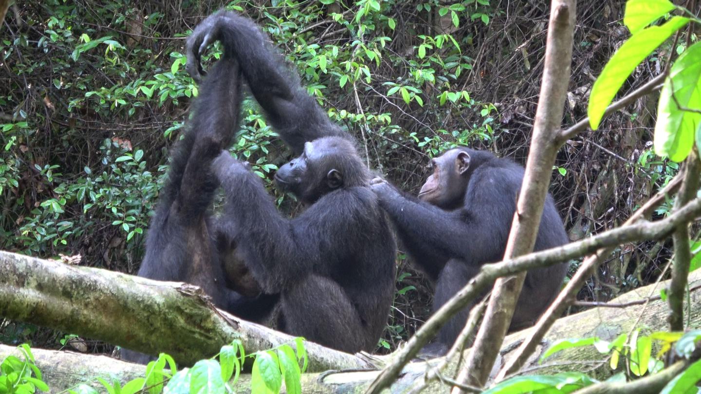 Loango Chimpanzees