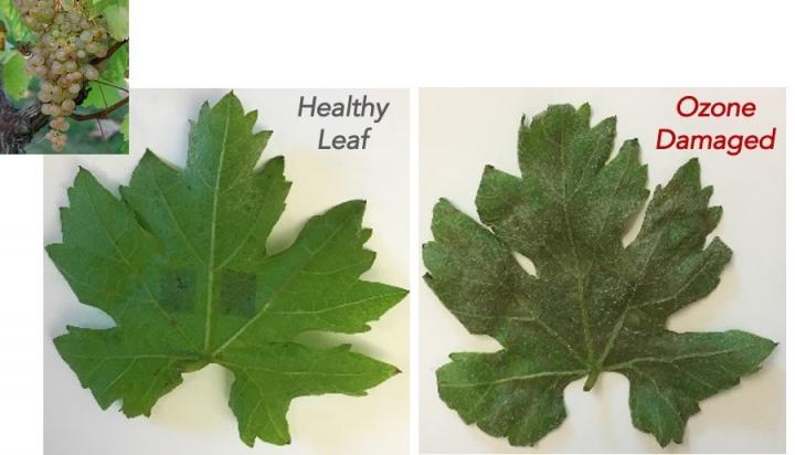 PEDOT polymer thin film on grape leaves