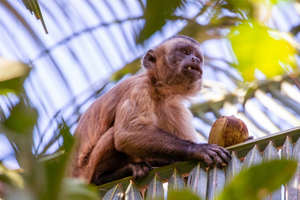 Capuchin monkey eating fruit of babassu palm (Attalea speciosa)