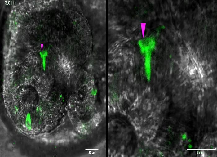 Live imaging of the two times division of AVIL+ cells in human ileum AVIL-Clover reporter organoids.