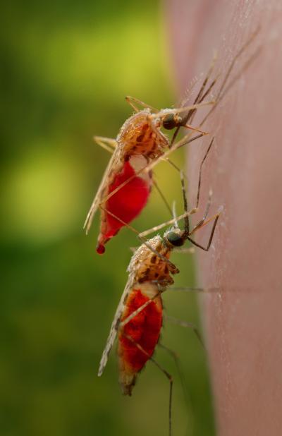 Signals of Mosquito Speciation