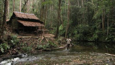 Orangutan Research Site in Sumatra