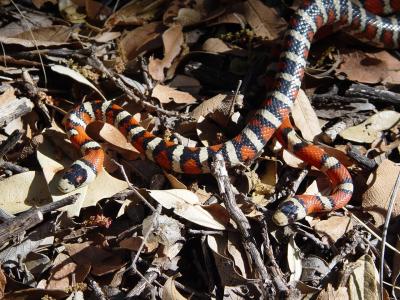 A Pair of Arizona Mountain Kingsnakes
