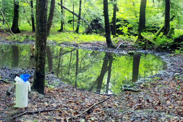 New Ponds in Natural Environment