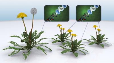 Epigenetics Explained in Dandelions