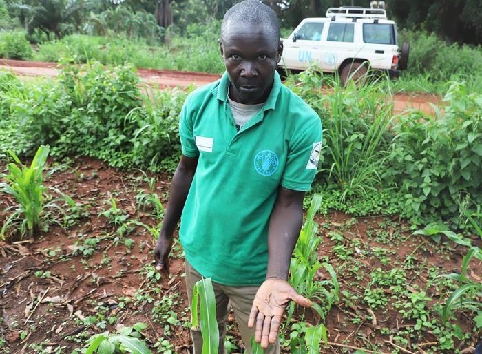 An extension worker in Yambio showing fall armyworm larvae on maize – one of the most common food crops cultivated by smallholder farmers at risk from crop pests