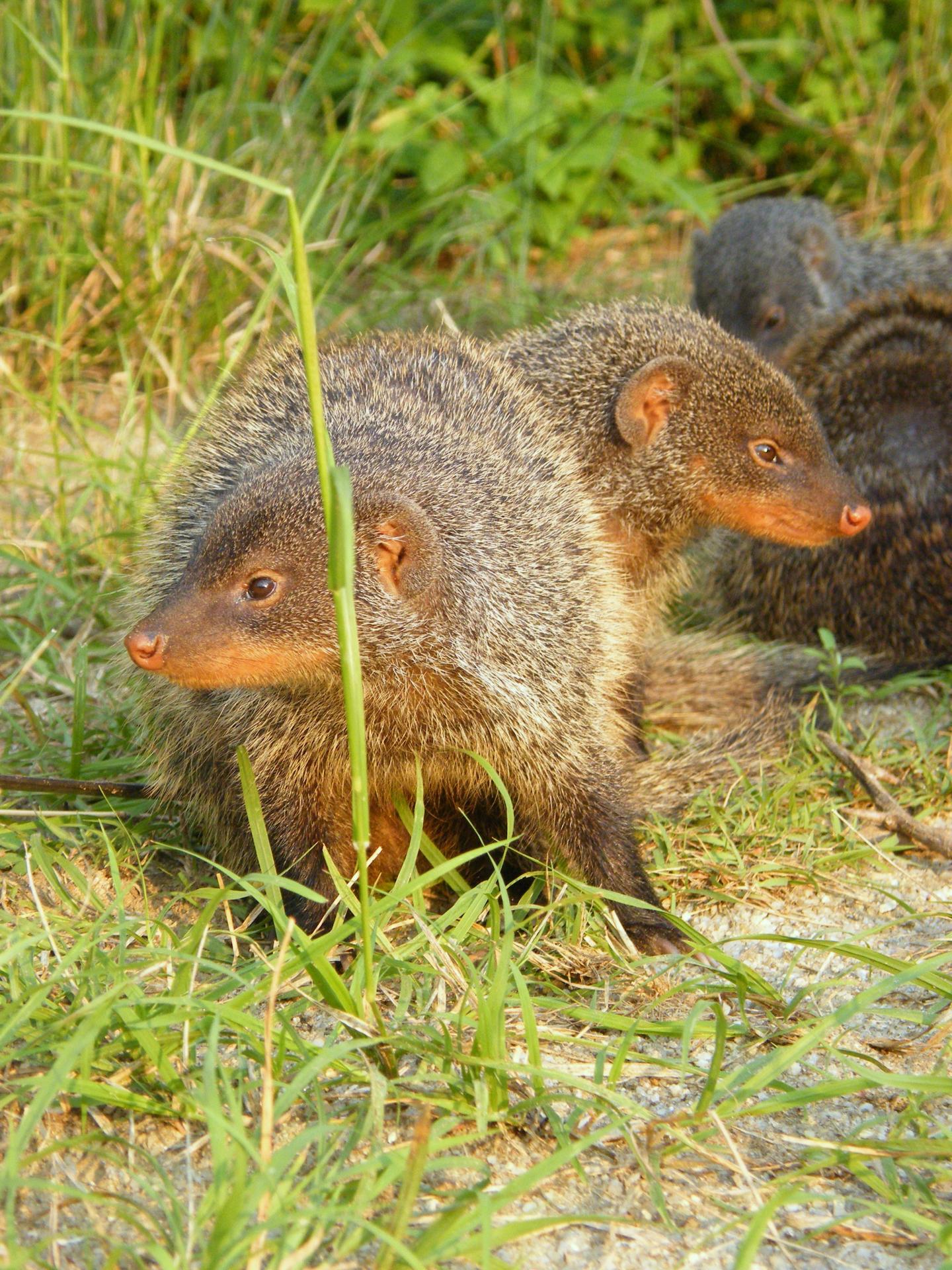 Banded Mongooses in Uganda (1 of 3)