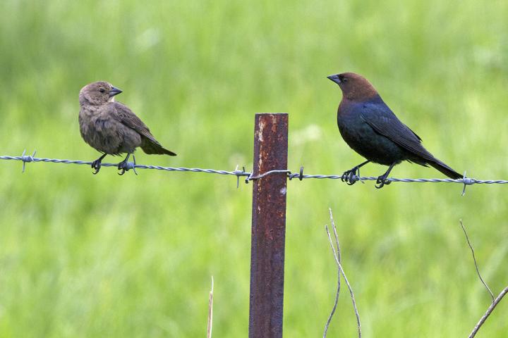 Cowbirds on Wire