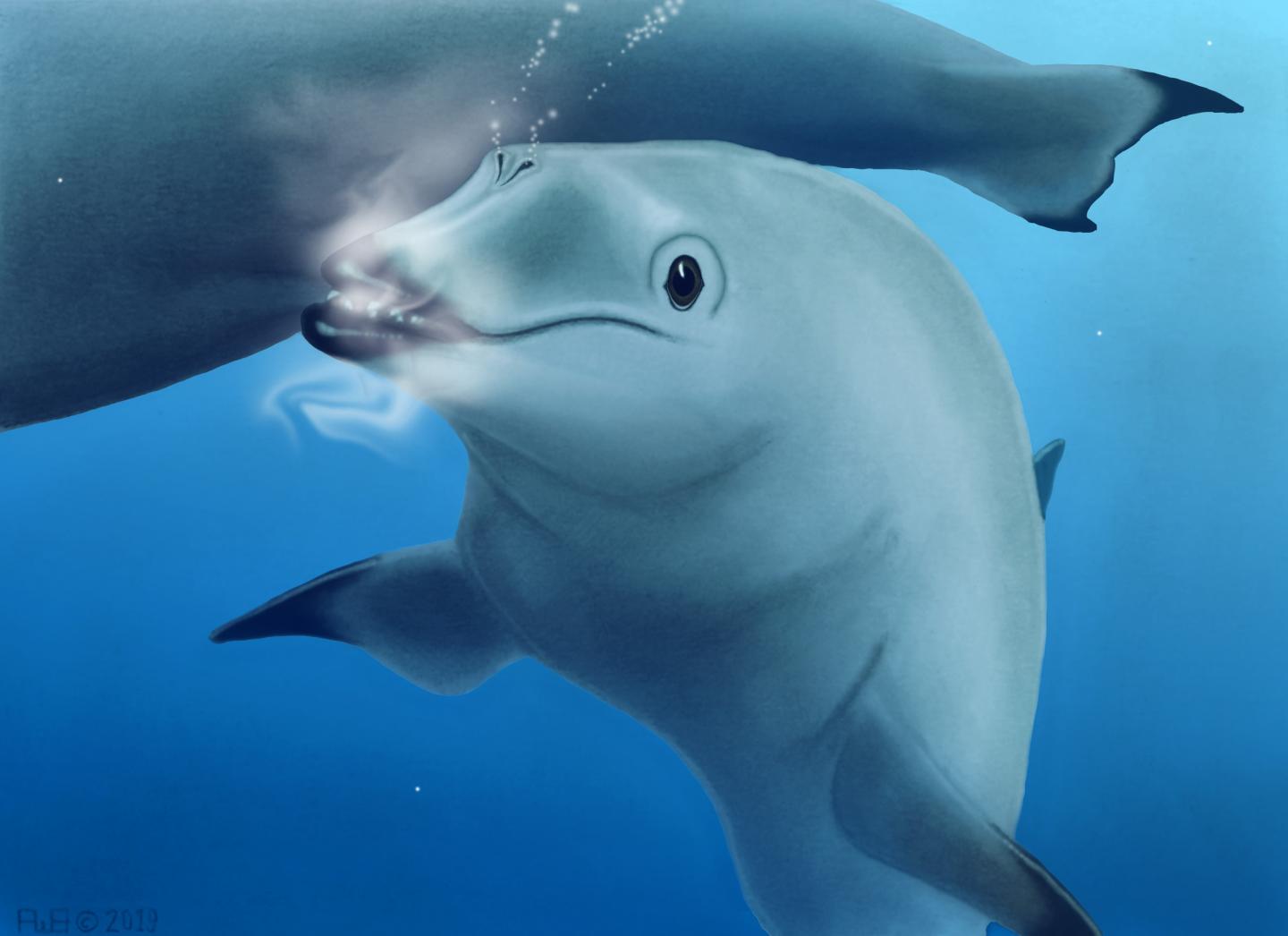 <em>Olympicetus avitus</em>