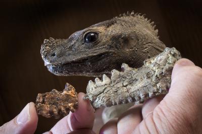 Segment of Lizard Jawbone