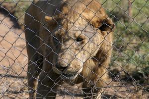 Lion at a commercial breeding facility in South Africa.