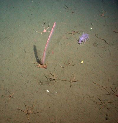 Deep Sea Animals Aren't Isolated from the Effects of Climate Change, Study Shows