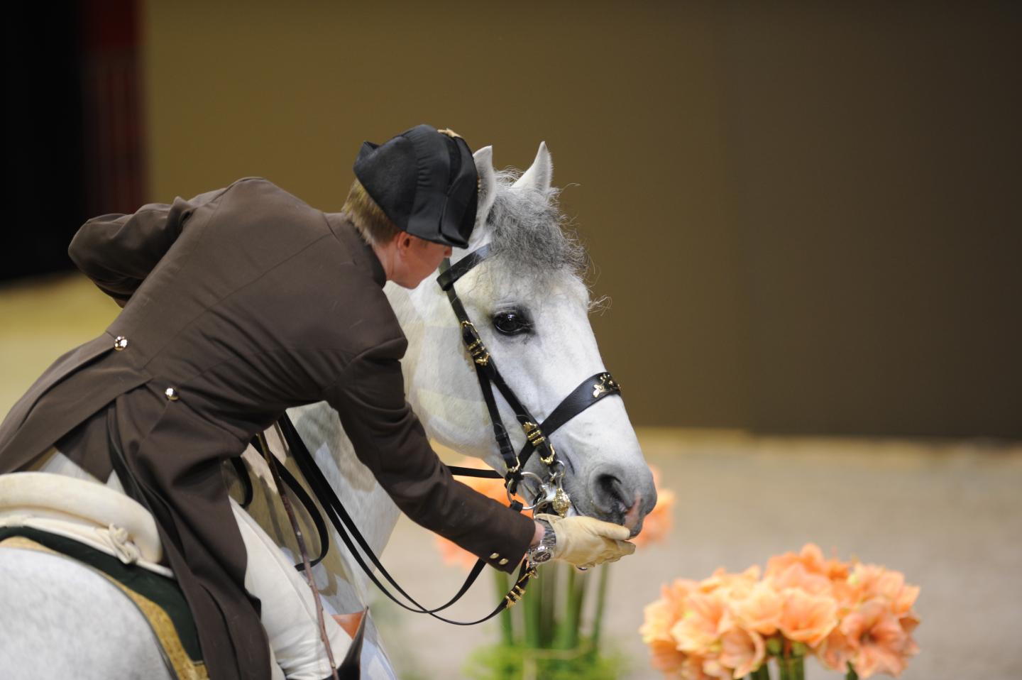 Lipizzan Stallion with Rider