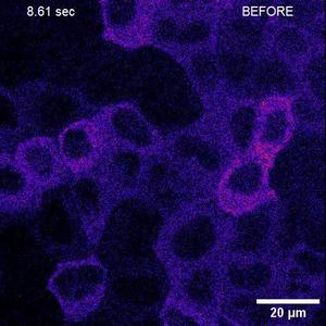 Epithelial cell response to local substrate deformation