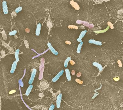The Bacterial Microbiota