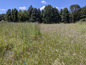 Two plots of restored prairie