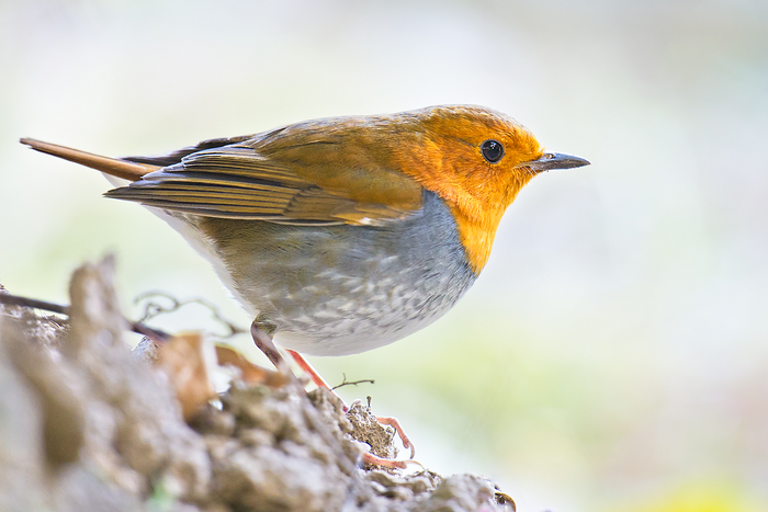 Japanese robin