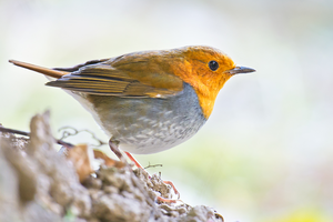 Japanese robin