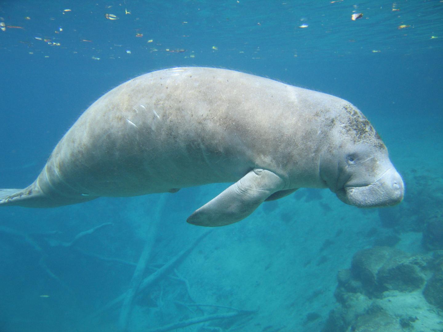 Loss of a Gene Long Ago Puts Marine Mammals at Risk Today, as Environments Change (3 of 6)