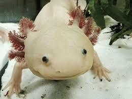 Axolotl, or Mexican Salamander