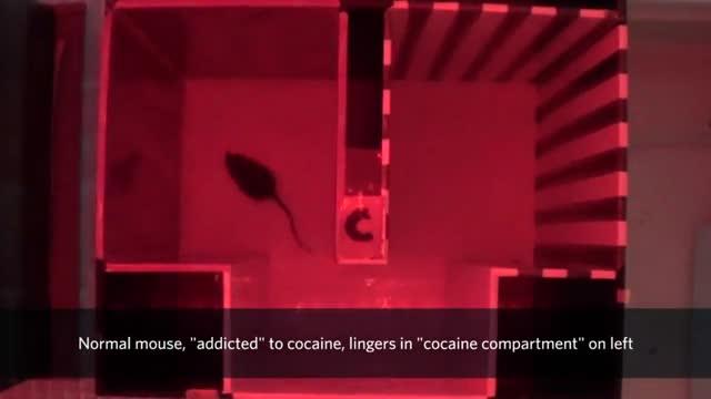 UBC Scientists Create Addiction-Resistant Mouse