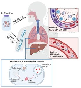 Depiction of mRNA therapy