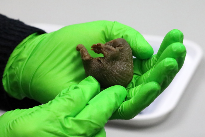 Caldwell echidna specimen