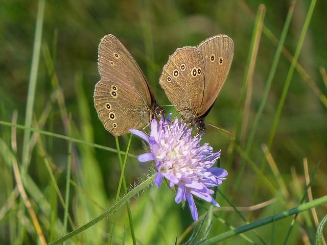 Ringlets