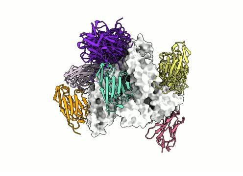 Nanobodies Binding Different Parts of Antigen