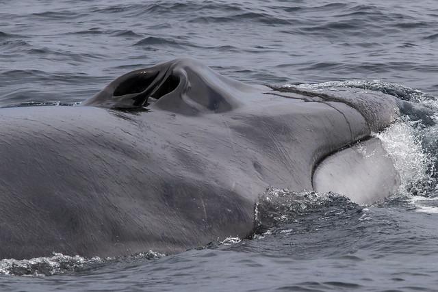 Fin Whale