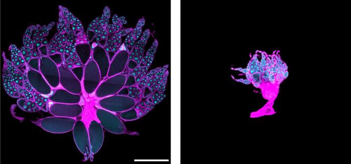 Wasting in Fly Ovaries